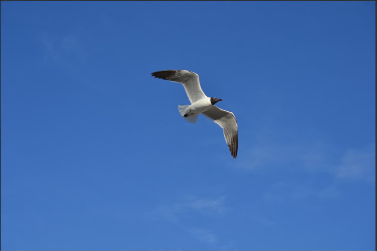 Photo of Laughing gull from an iNaturalist observation