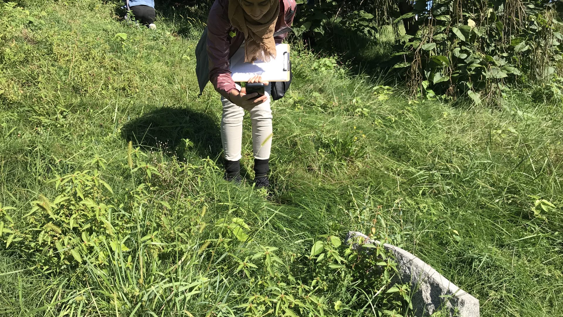Student collecting data during Macaulay BioBlitz 2019. Photo: Green-Wood